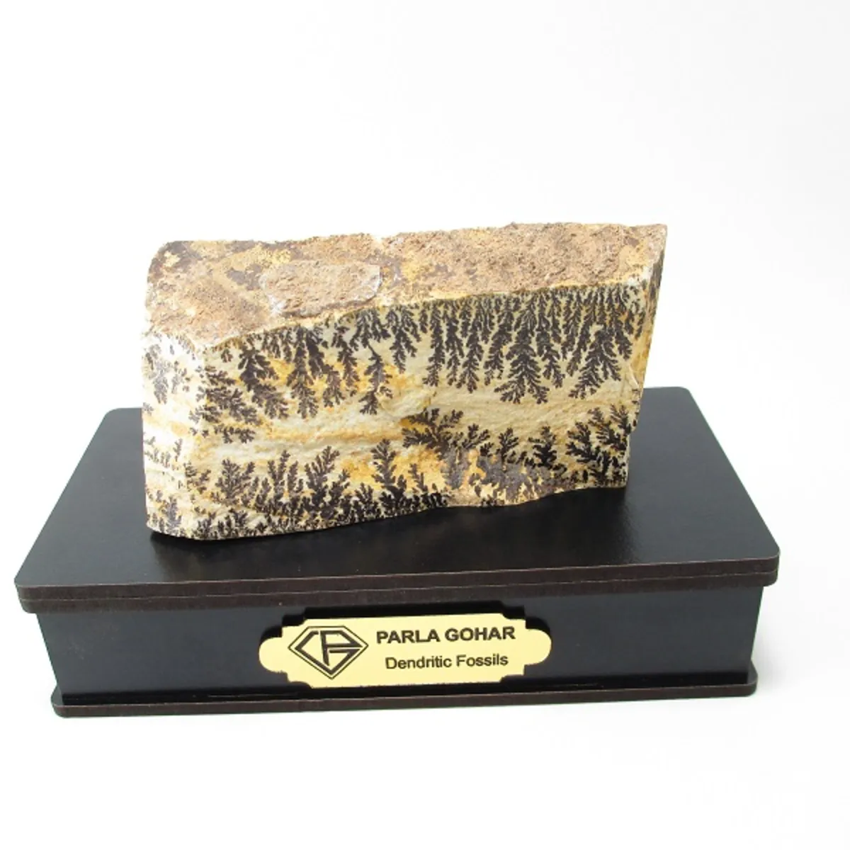 تصویر سنگ شجر فسیلی (دندریتی ) کد 2193 